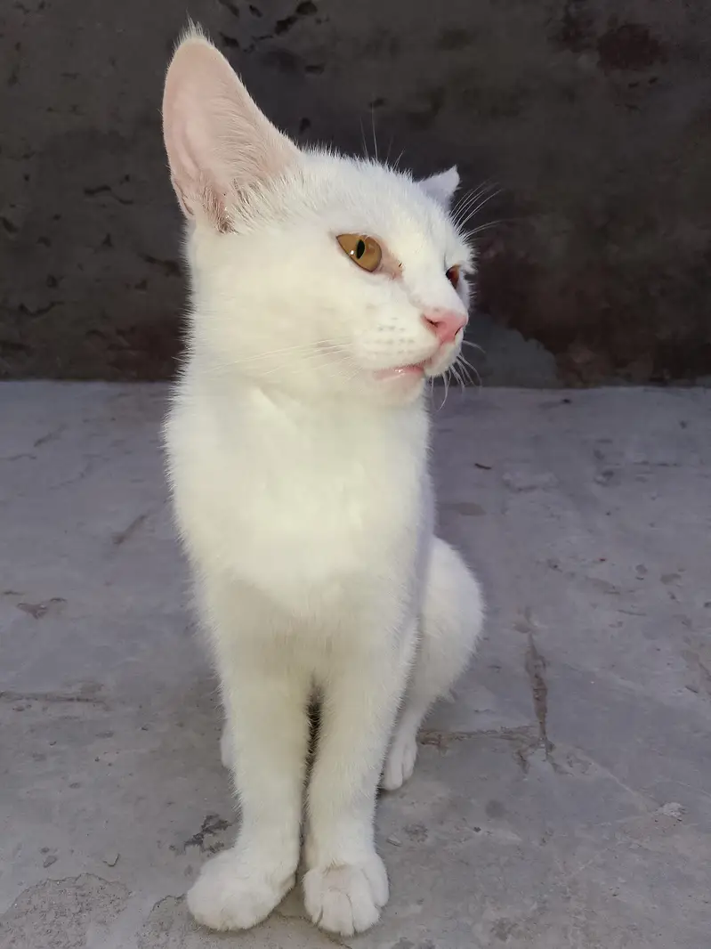 FAMILY CAT — photo 9