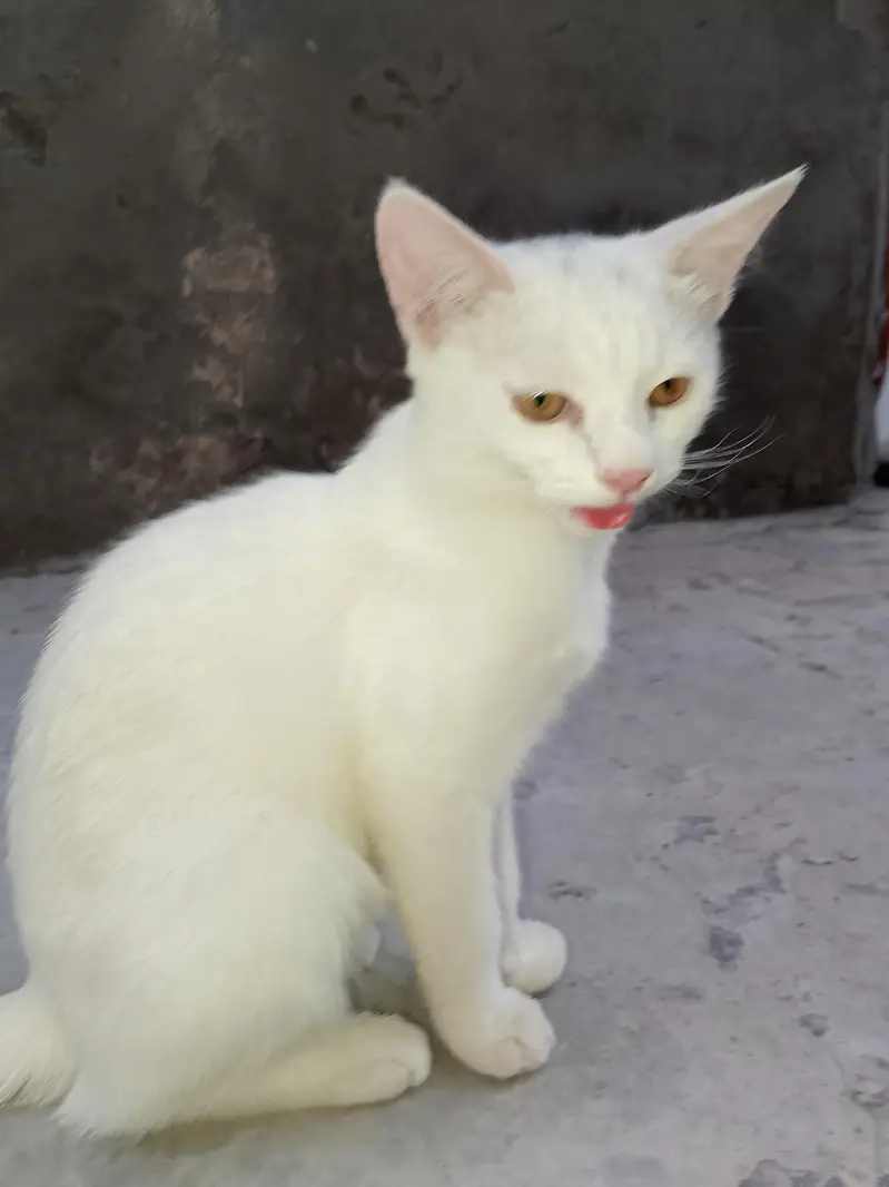 FAMILY CAT — photo 10