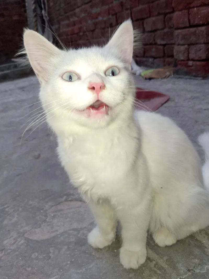 FAMILY CAT — photo 11