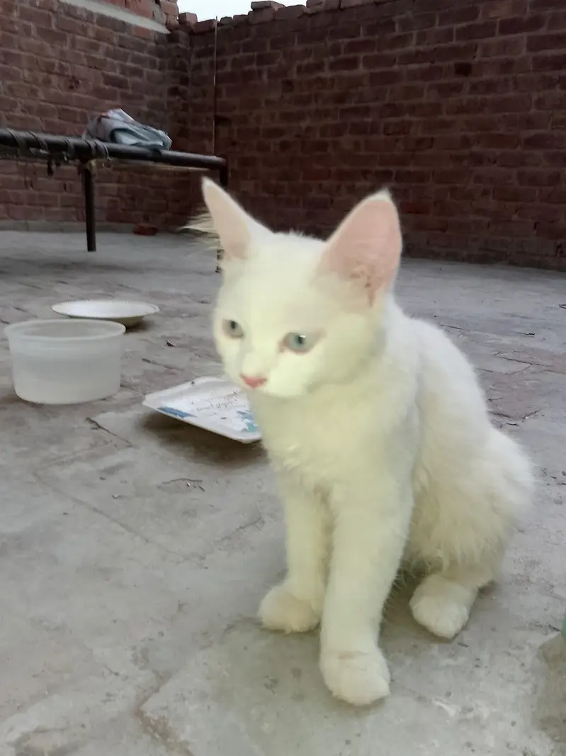 FAMILY CAT — photo 12