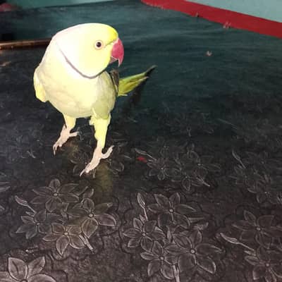 green parrot