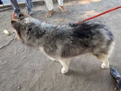 For sale and stud confirm