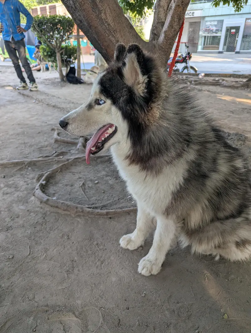 For sale and stud confirm — photo 2