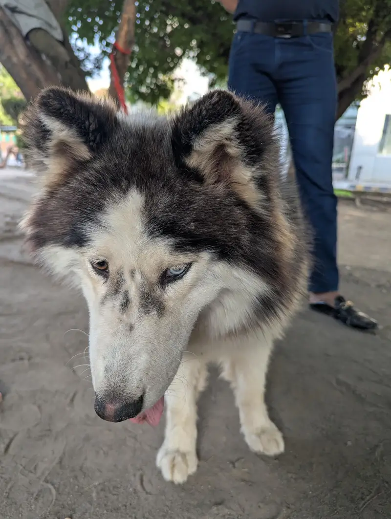 For sale and stud confirm — photo 3