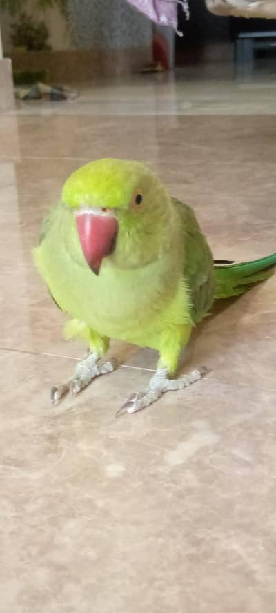 VIP INDIAN GREEN RINGNECK PARROT WITH CAGE |