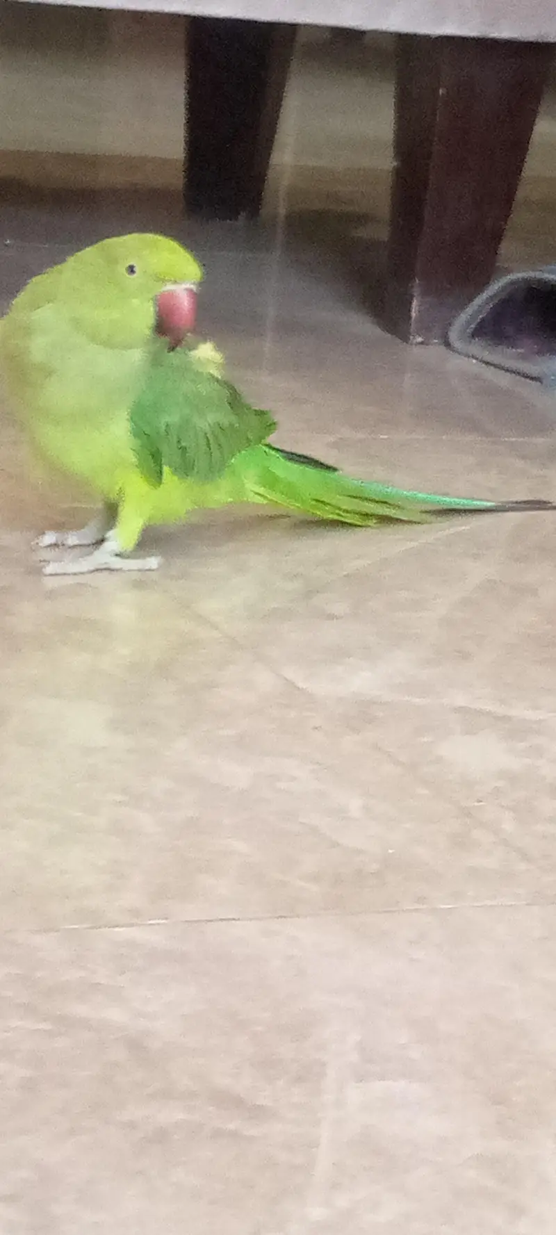 INDIAN GREEN RINGNECK PARROT WITH CAGE | BARGAINING POSSIBLE — photo 2