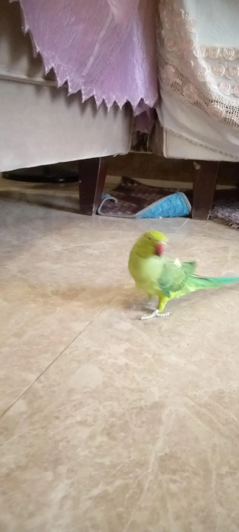 INDIAN GREEN RINGNECK PARROT WITH CAGE | BARGAINING POSSIBLE — photo 3