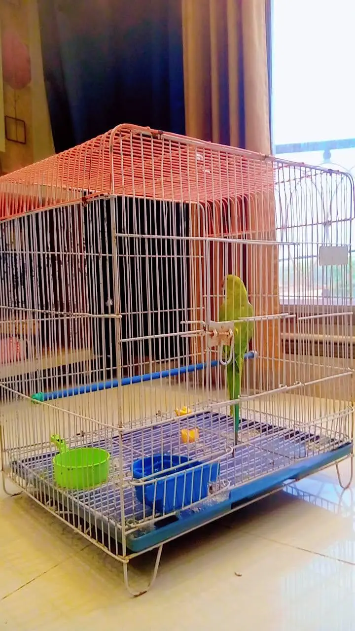 INDIAN GREEN RINGNECK PARROT WITH CAGE | BARGAINING POSSIBLE — photo 4