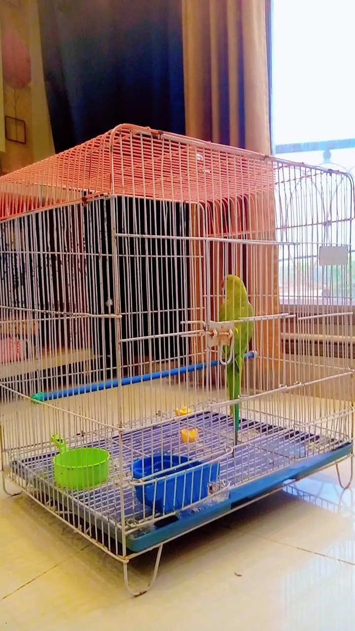 INDIAN GREEN RINGNECK PARROT WITH CAGE | BARGAINING POSSIBLE — photo 5