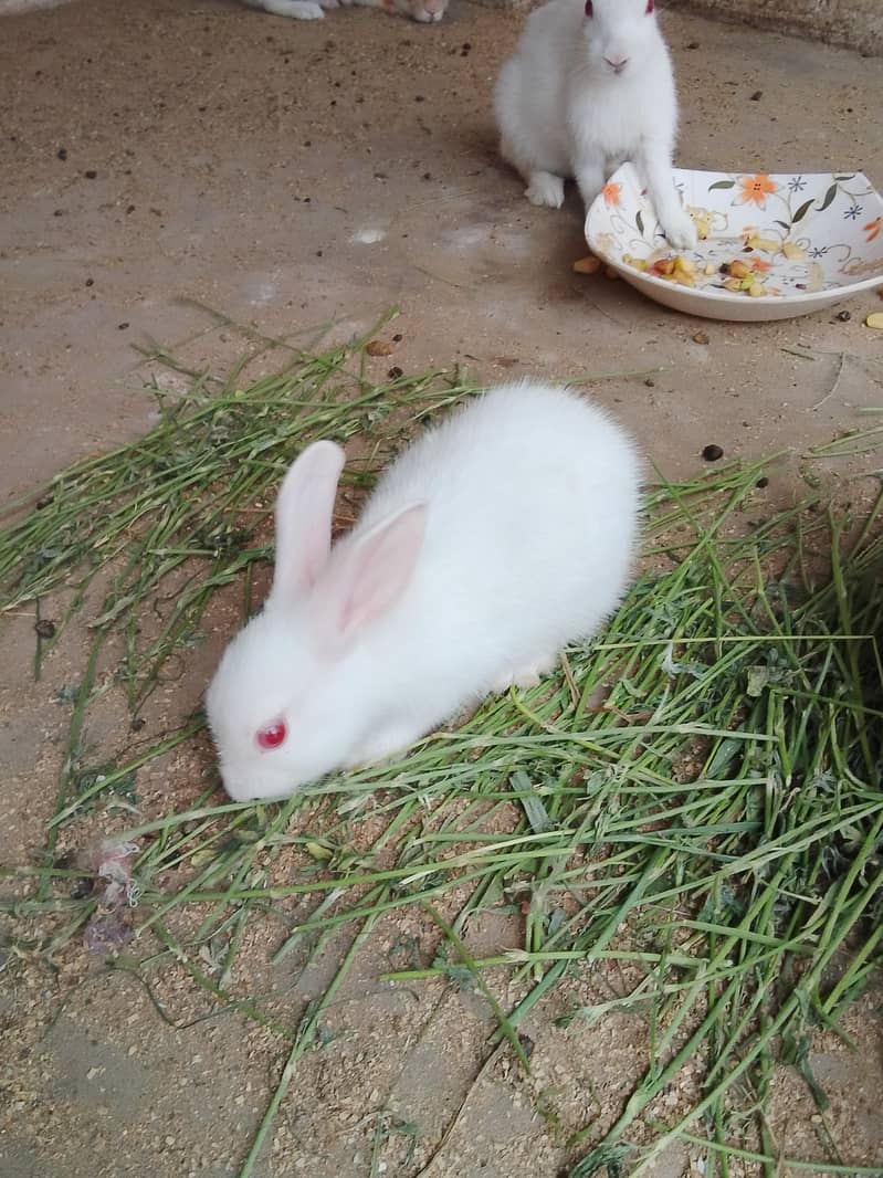 rabbit khargosh 0