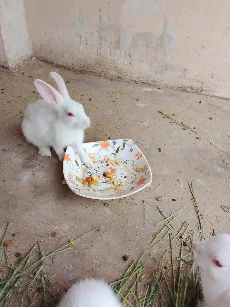 rabbit khargosh — photo 2