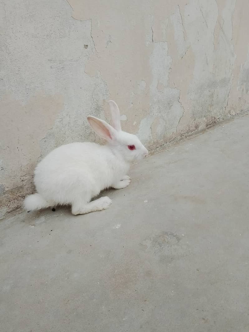rabbit khargosh 2