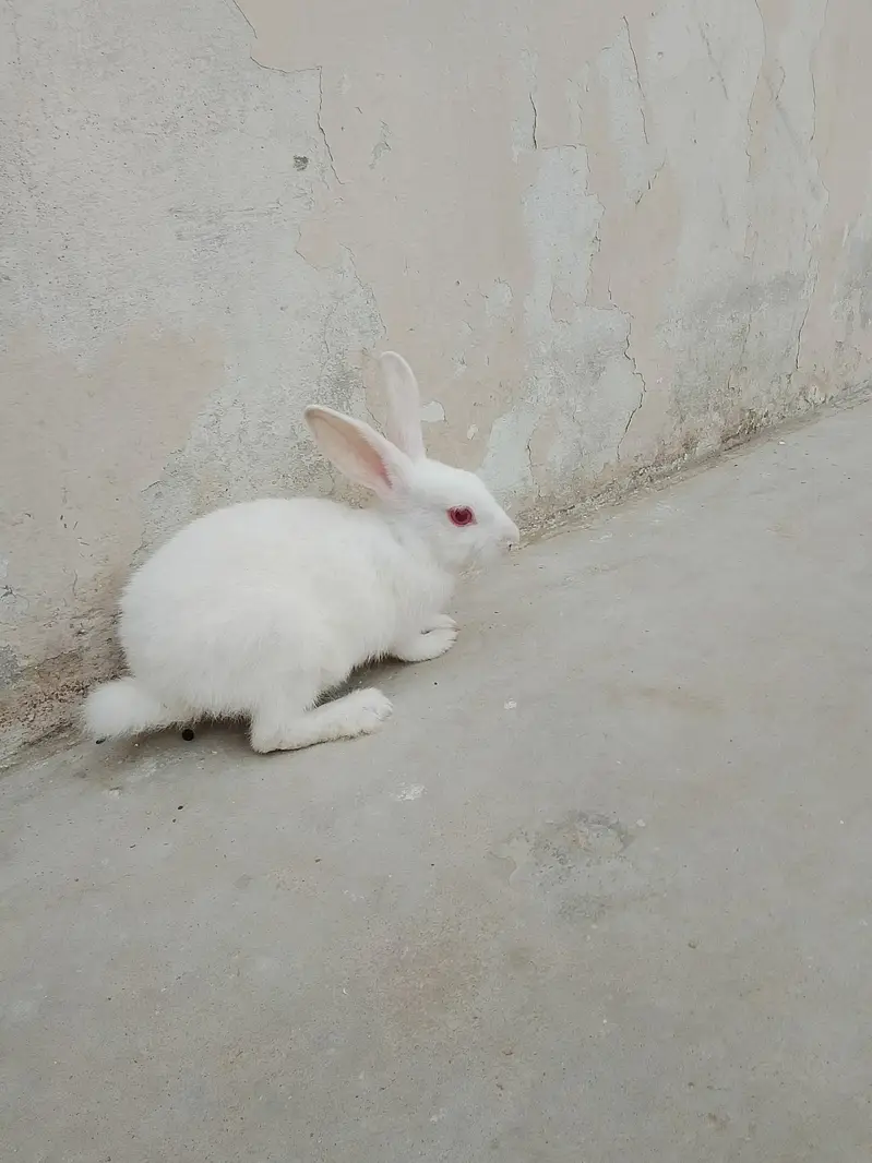 rabbit khargosh — photo 3