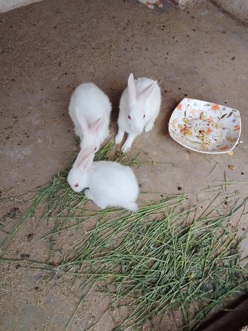 rabbit khargosh 3
