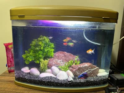 aquarium with fishs