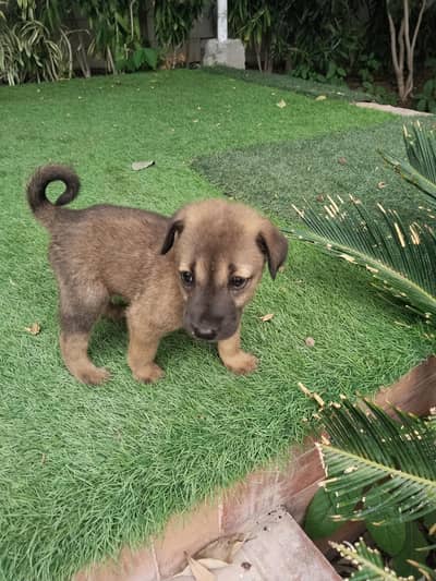 Alsatian Male