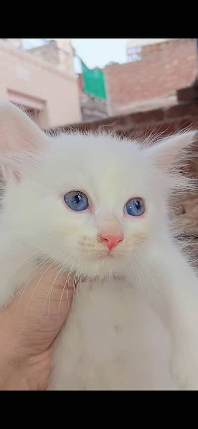 Pure Persian kitten triple coat 1.5 month