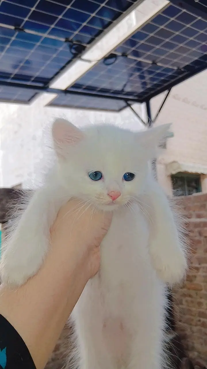 Pure Persian kitten triple coat 1.5 month — photo 2