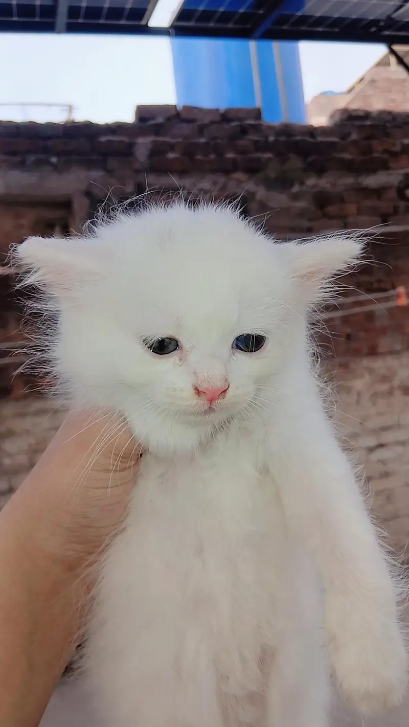 Pure Persian kitten triple coat 1.5 month — photo 4