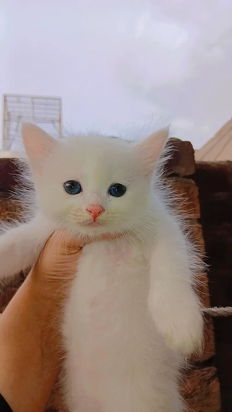 Pure Persian kitten triple coat 1.5 month — photo 5