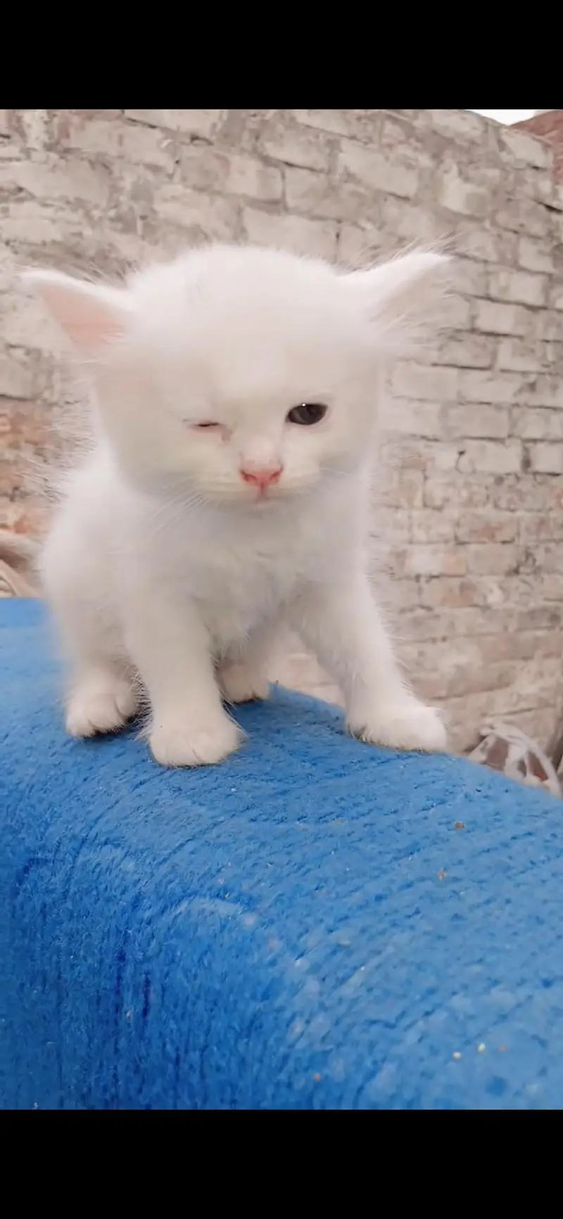 Pure Persian kitten triple coat 1.5 month — photo 6