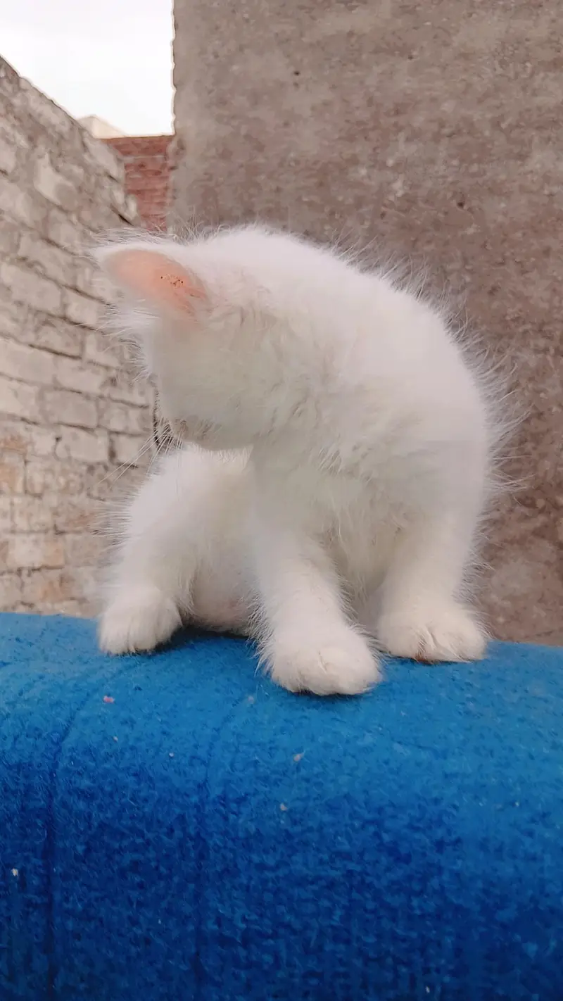 Pure Persian kitten triple coat 1.5 month — photo 7