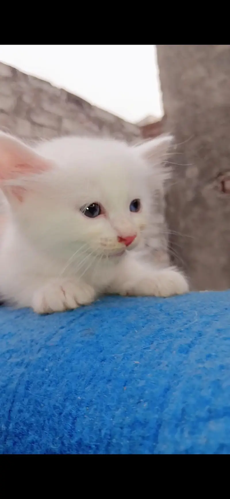 Pure Persian kitten triple coat 1.5 month — photo 8