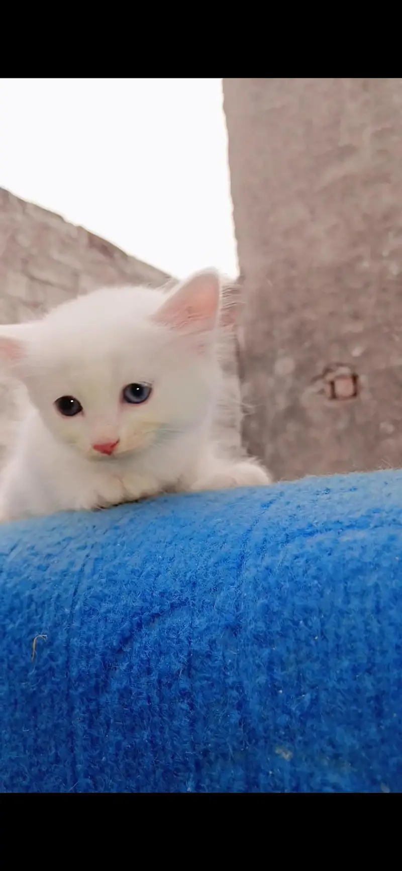 Pure Persian kitten triple coat 1.5 month — photo 9