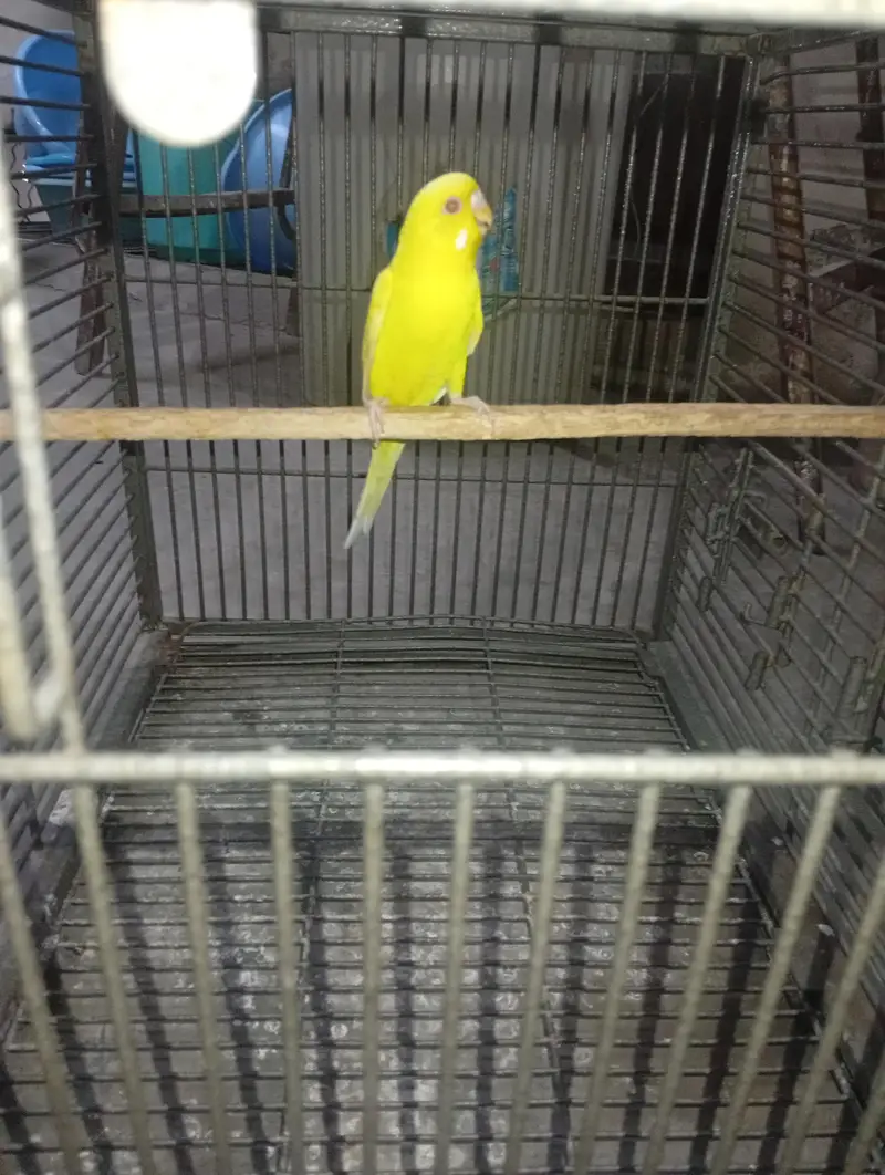 red eye king female — photo 2