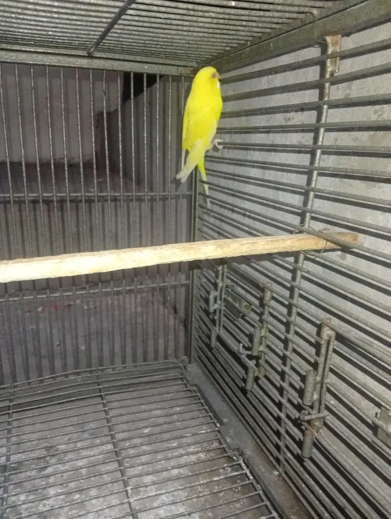 red eye king female — photo 3