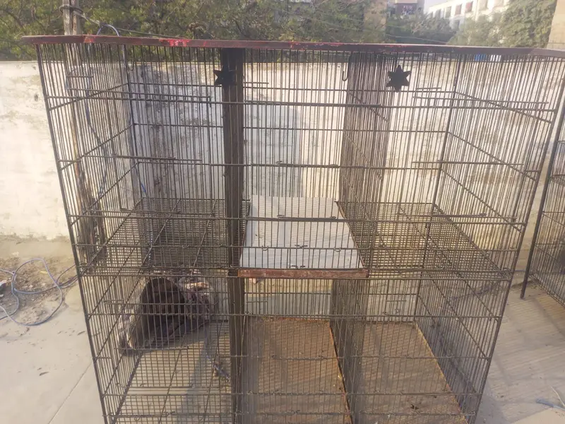 master cage — photo 2