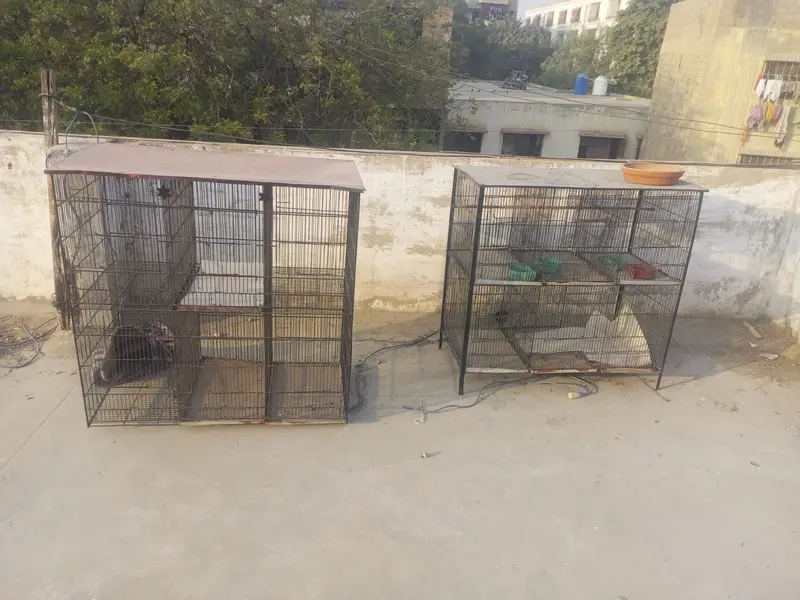 master cage — photo 3