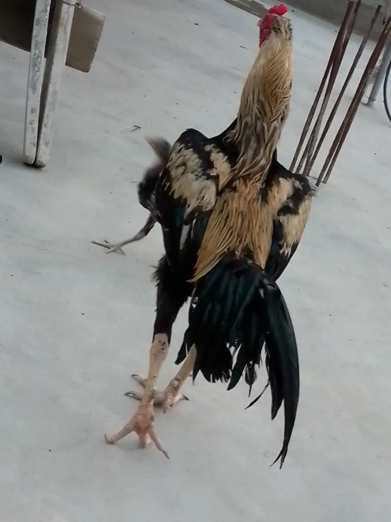 aseel java murga murgi pair hai dono — photo 10