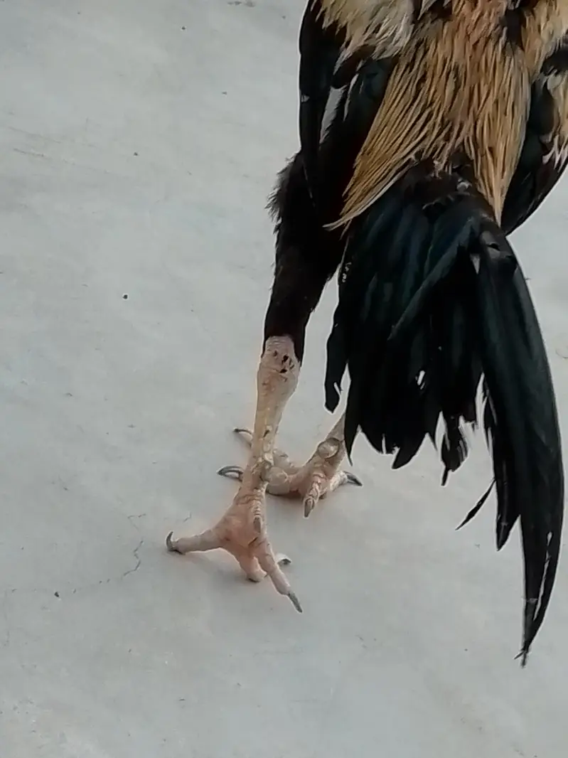 aseel java murga murgi pair hai dono — photo 11