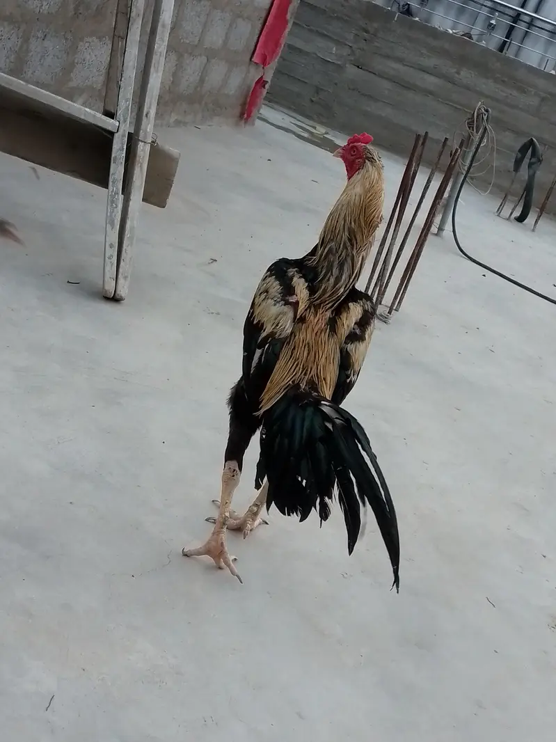 aseel java murga murgi pair hai dono — photo 12