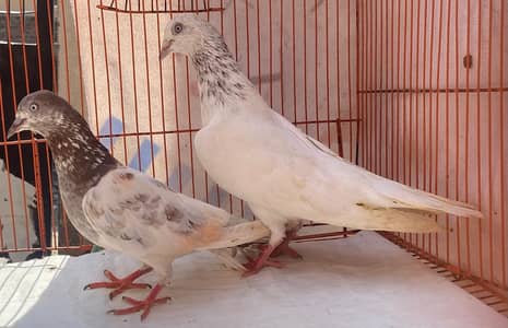 ta bend bredr pair for sale