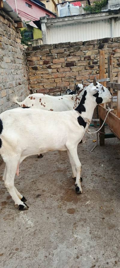 Pure Barbari Bakri For Sale – Healthy & Active