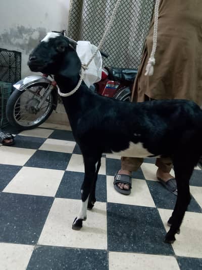 bakri for sale phath 03331742220