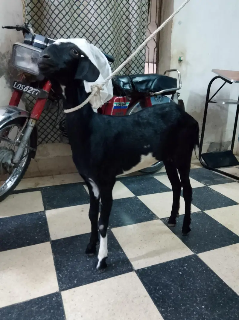 bakri for sale phath 03331742220 — photo 2