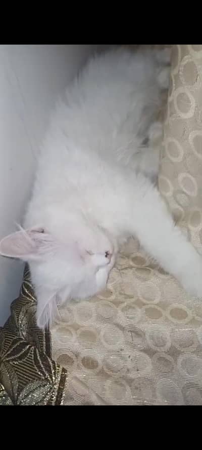 2 female cats argent sale