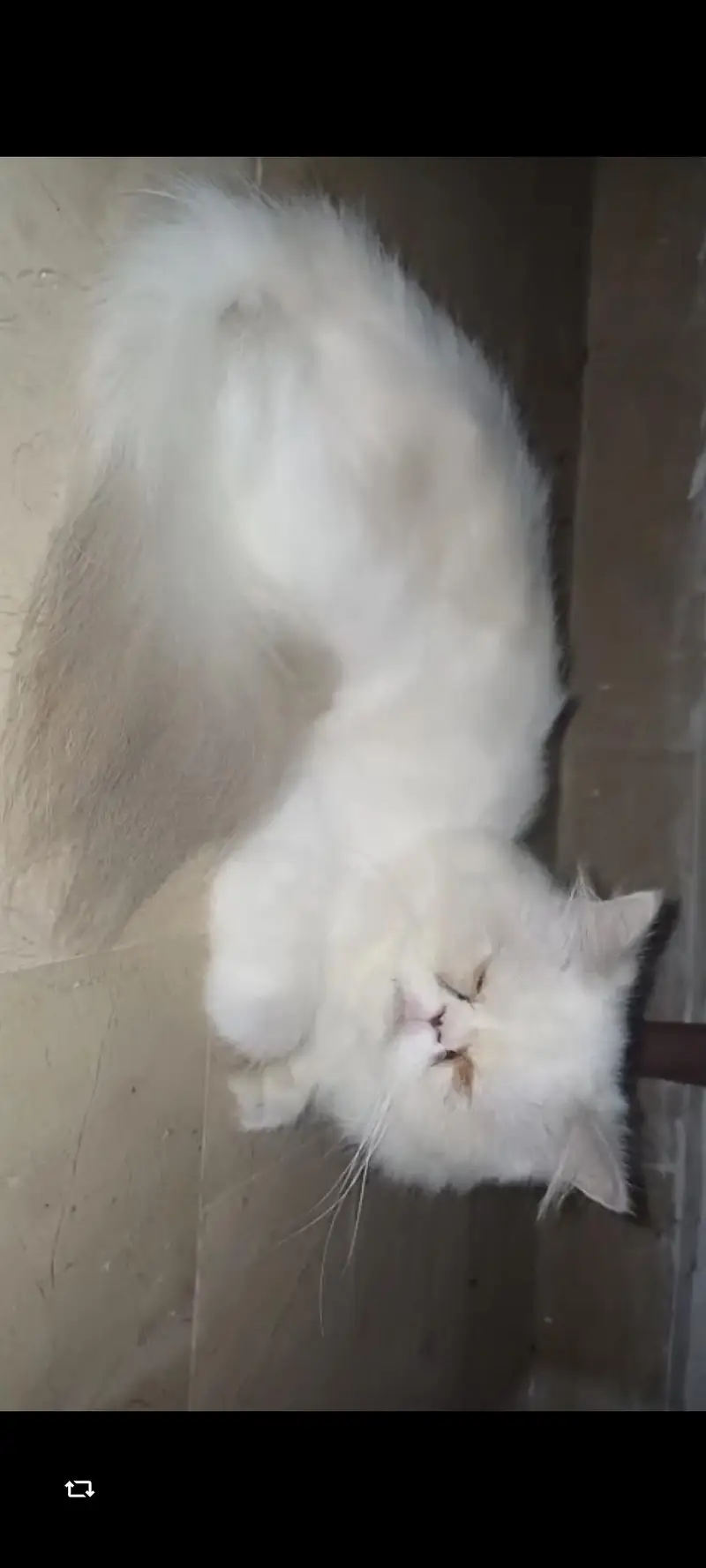2 female cats argent sale — photo 2