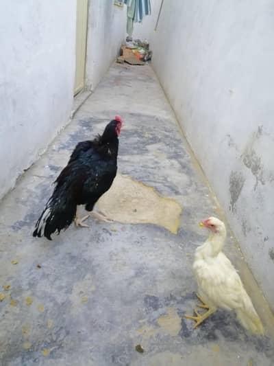 Aseel Lasani Patha and white Aseel Pathi