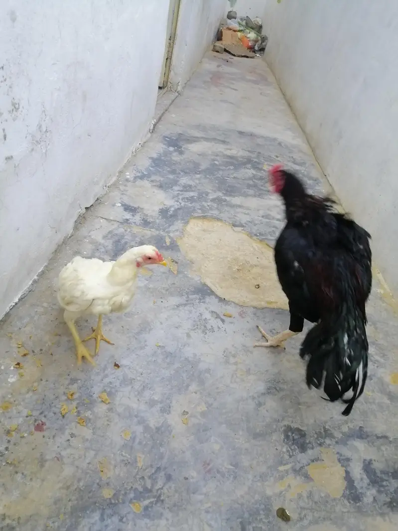 Aseel Lasani Patha and white Aseel Pathi — photo 2