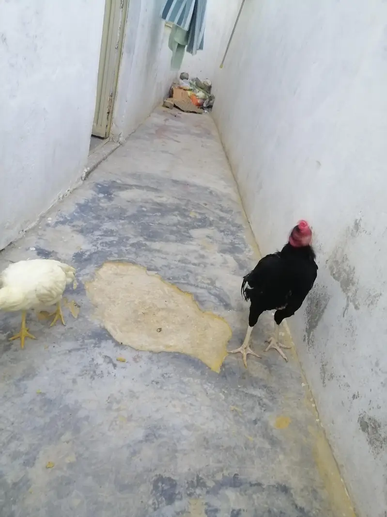 Aseel Lasani Patha and white Aseel Pathi — photo 3