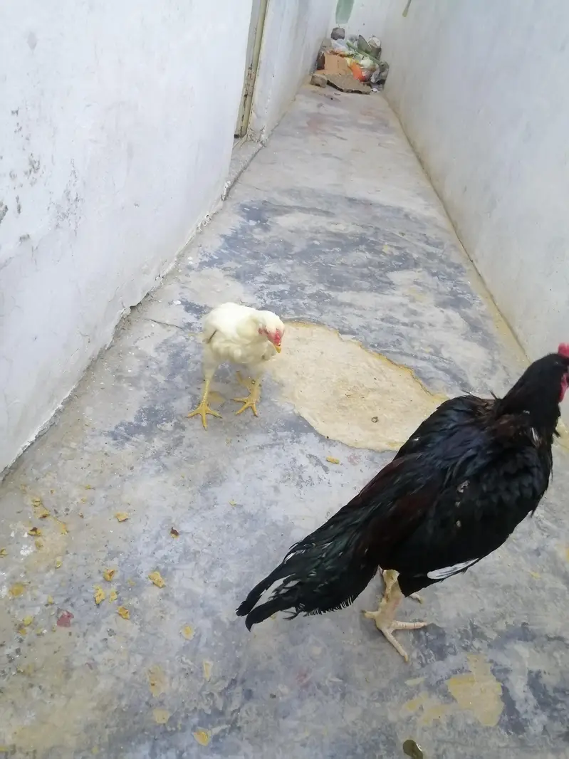 Aseel Lasani Patha and white Aseel Pathi — photo 4