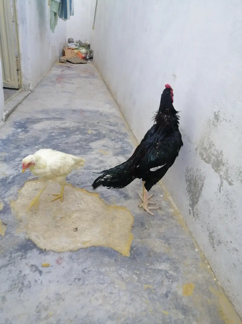 Aseel Lasani Patha and white Aseel Pathi — photo 5