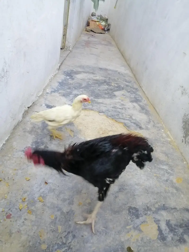 Aseel Lasani Patha and white Aseel Pathi — photo 6