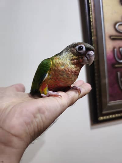 hand tame high red factor conure