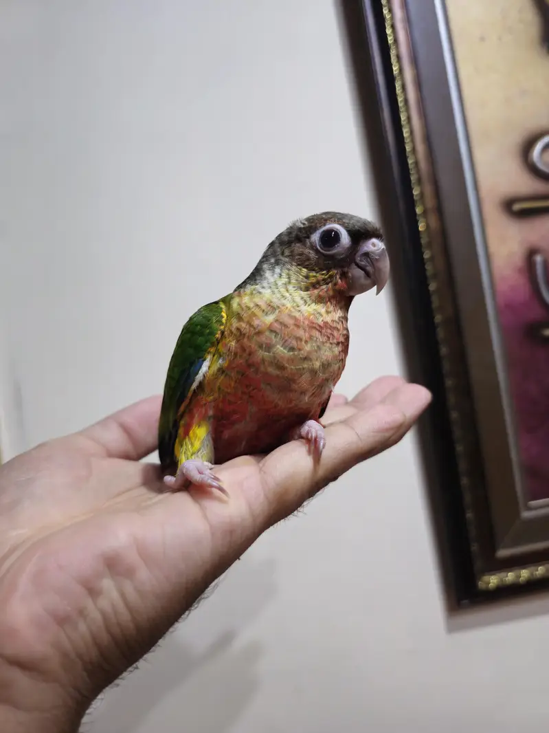 hand tame high red factor conure — photo 2