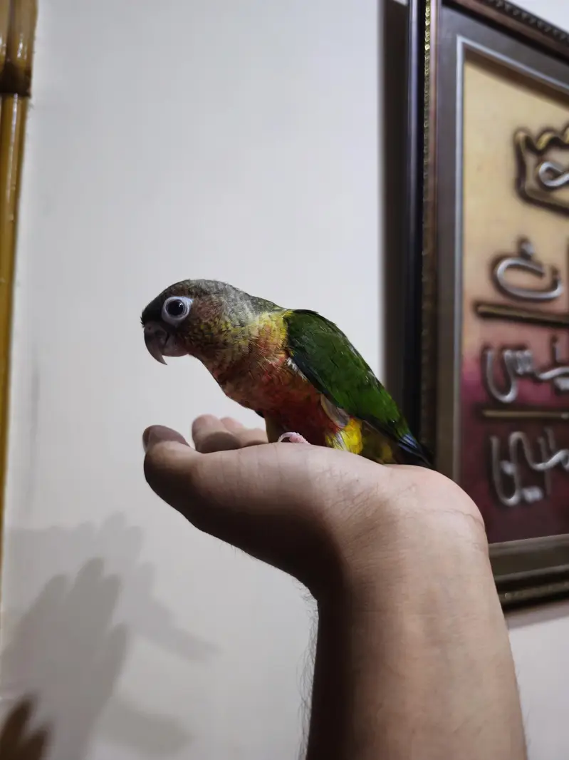hand tame high red factor conure — photo 3